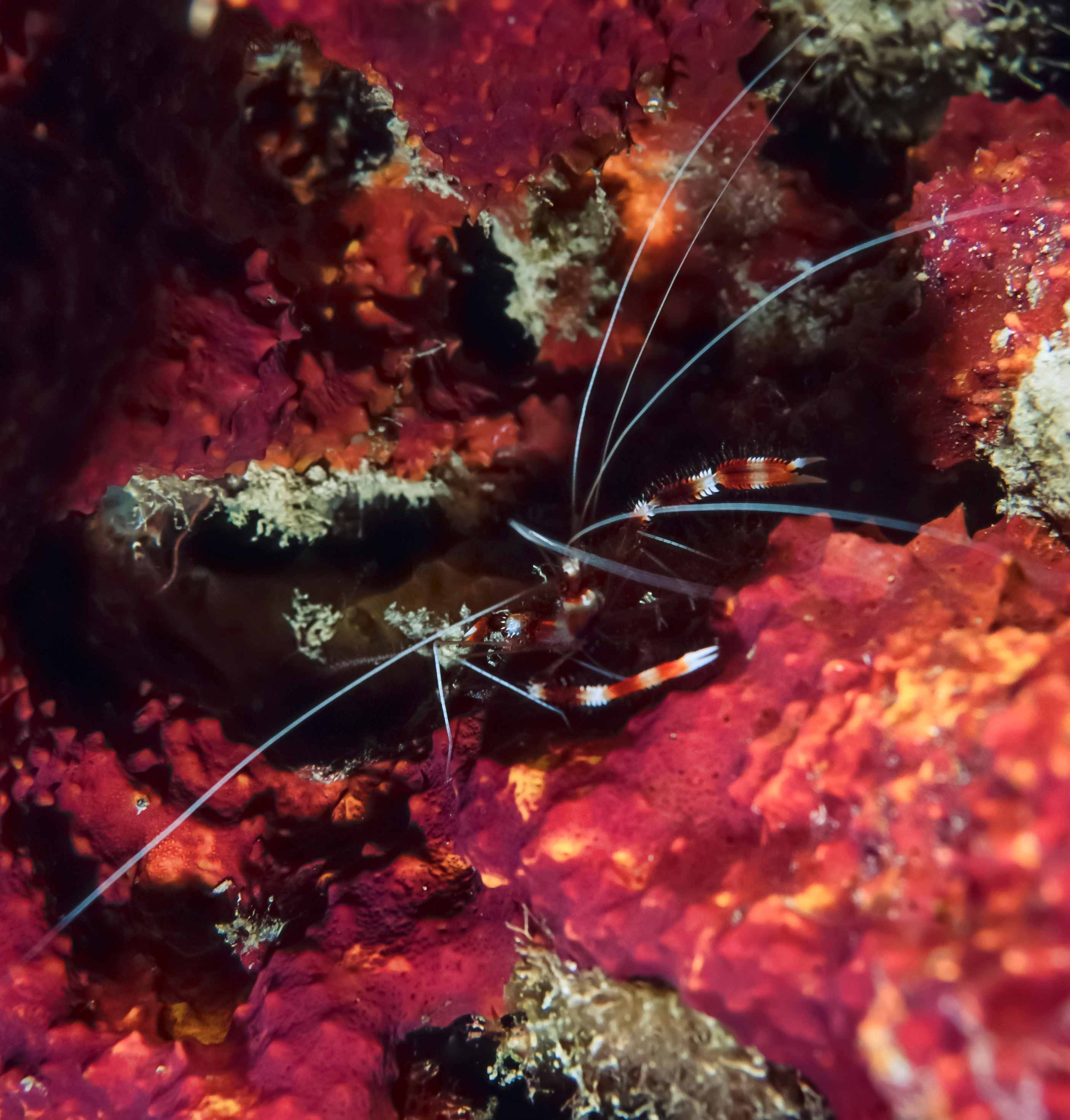 Референсы биомира: от насекомых до подводного мира